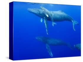 Male Humpback Whales Following Cow and Calf in Breeding Season-Paul Souders-Stretched Canvas