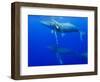 Male Humpback Whales Following Cow and Calf in Breeding Season-Paul Souders-Framed Photographic Print