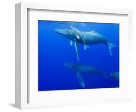 Male Humpback Whales Following Cow and Calf in Breeding Season-Paul Souders-Framed Photographic Print