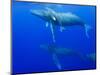 Male Humpback Whales Following Cow and Calf in Breeding Season-Paul Souders-Mounted Photographic Print