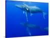 Male Humpback Whales Following Cow and Calf in Breeding Season-Paul Souders-Stretched Canvas