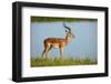 Male impala (Aepyceros melampus melampus), Chobe River, Chobe National Park, Botswana, Africa-David Wall-Framed Photographic Print