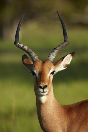 https://imgc.allpostersimages.com/img/posters/male-impala-aepyceros-melampus-melampus-moremi-game-reserve-botswana-africa_u-L-Q1IK3FX0.jpg?artPerspective=n