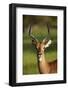 Male impala (Aepyceros melampus melampus), Moremi Game Reserve, Botswana, Africa-David Wall-Framed Photographic Print