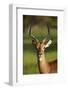 Male impala (Aepyceros melampus melampus), Moremi Game Reserve, Botswana, Africa-David Wall-Framed Photographic Print