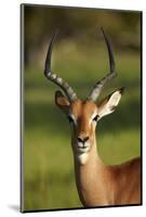 Male impala (Aepyceros melampus melampus), Moremi Game Reserve, Botswana, Africa-David Wall-Mounted Photographic Print