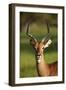 Male impala (Aepyceros melampus melampus), Moremi Game Reserve, Botswana, Africa-David Wall-Framed Photographic Print