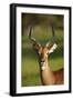 Male impala (Aepyceros melampus melampus), Moremi Game Reserve, Botswana, Africa-David Wall-Framed Photographic Print