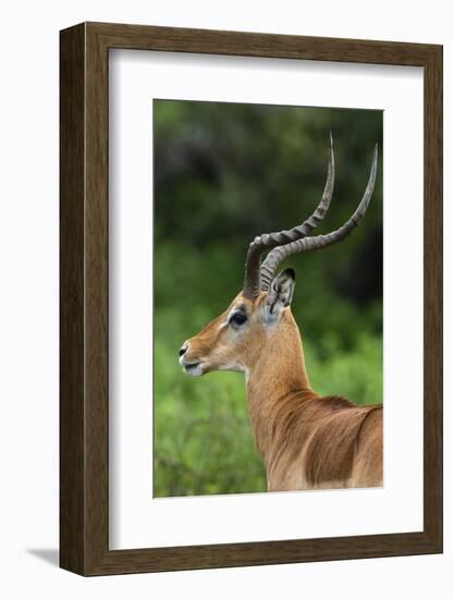 Male impala (Aepyceros melampus), Ndutu, Ngorongoro Conservation Area, Serengeti, Tanzania-Sergio Pitamitz-Framed Photographic Print