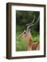 Male impala (Aepyceros melampus), Ndutu, Ngorongoro Conservation Area, Serengeti, Tanzania-Sergio Pitamitz-Framed Photographic Print