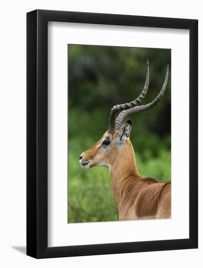 Male impala (Aepyceros melampus), Ndutu, Ngorongoro Conservation Area, Serengeti, Tanzania-Sergio Pitamitz-Framed Photographic Print