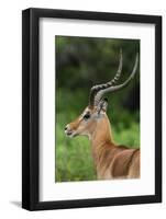 Male impala (Aepyceros melampus), Ndutu, Ngorongoro Conservation Area, Serengeti, Tanzania-Sergio Pitamitz-Framed Photographic Print