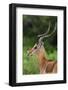 Male impala (Aepyceros melampus), Ndutu, Ngorongoro Conservation Area, Serengeti, Tanzania-Sergio Pitamitz-Framed Photographic Print