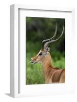 Male impala (Aepyceros melampus), Ndutu, Ngorongoro Conservation Area, Serengeti, Tanzania-Sergio Pitamitz-Framed Photographic Print