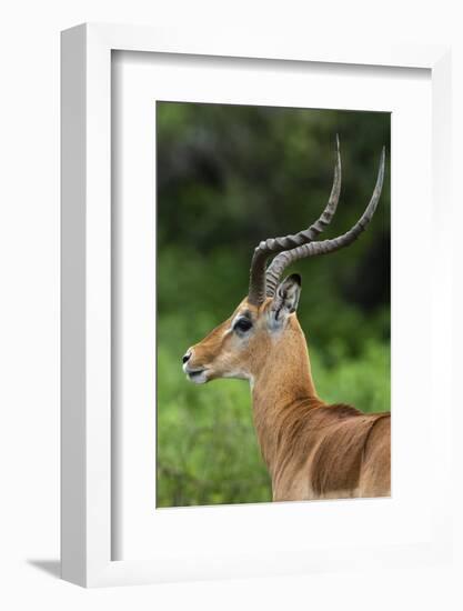 Male impala (Aepyceros melampus), Ndutu, Ngorongoro Conservation Area, Serengeti, Tanzania-Sergio Pitamitz-Framed Photographic Print