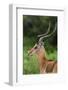 Male impala (Aepyceros melampus), Ndutu, Ngorongoro Conservation Area, Serengeti, Tanzania-Sergio Pitamitz-Framed Photographic Print