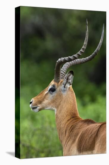 Male impala (Aepyceros melampus), Ndutu, Ngorongoro Conservation Area, Serengeti, Tanzania-Sergio Pitamitz-Stretched Canvas