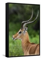 Male impala (Aepyceros melampus), Ndutu, Ngorongoro Conservation Area, Serengeti, Tanzania-Sergio Pitamitz-Framed Stretched Canvas