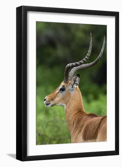 Male impala (Aepyceros melampus), Ndutu, Ngorongoro Conservation Area, Serengeti, Tanzania-Sergio Pitamitz-Framed Premium Photographic Print