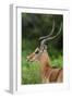 Male impala (Aepyceros melampus), Ndutu, Ngorongoro Conservation Area, Serengeti, Tanzania-Sergio Pitamitz-Framed Premium Photographic Print