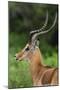 Male impala (Aepyceros melampus), Ndutu, Ngorongoro Conservation Area, Serengeti, Tanzania-Sergio Pitamitz-Mounted Premium Photographic Print