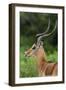 Male impala (Aepyceros melampus), Ndutu, Ngorongoro Conservation Area, Serengeti, Tanzania-Sergio Pitamitz-Framed Photographic Print