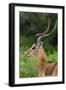 Male impala (Aepyceros melampus), Ndutu, Ngorongoro Conservation Area, Serengeti, Tanzania-Sergio Pitamitz-Framed Photographic Print