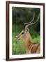 Male impala (Aepyceros melampus), Ndutu, Ngorongoro Conservation Area, Serengeti, Tanzania-Sergio Pitamitz-Framed Photographic Print