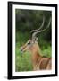 Male impala (Aepyceros melampus), Ndutu, Ngorongoro Conservation Area, Serengeti, Tanzania-Sergio Pitamitz-Framed Photographic Print