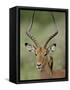 Male Impala (Aepyceros Melampus) With a Red-Billed Oxpecker, Kruger National Park, South Africa-null-Framed Stretched Canvas