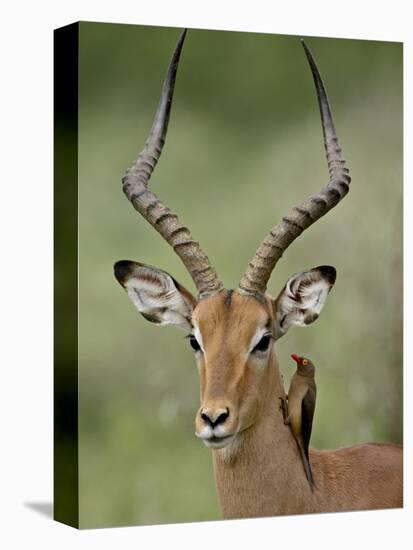 Male Impala (Aepyceros Melampus) With a Red-Billed Oxpecker, Kruger National Park, South Africa-null-Stretched Canvas