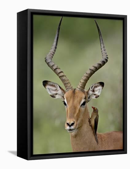 Male Impala (Aepyceros Melampus) With a Red-Billed Oxpecker, Kruger National Park, South Africa-null-Framed Stretched Canvas