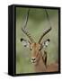 Male Impala (Aepyceros Melampus) With a Red-Billed Oxpecker, Kruger National Park, South Africa-null-Framed Stretched Canvas