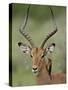 Male Impala (Aepyceros Melampus) With a Red-Billed Oxpecker, Kruger National Park, South Africa-null-Stretched Canvas
