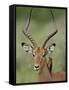 Male Impala (Aepyceros Melampus) With a Red-Billed Oxpecker, Kruger National Park, South Africa-null-Framed Stretched Canvas