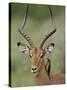 Male Impala (Aepyceros Melampus) With a Red-Billed Oxpecker, Kruger National Park, South Africa-null-Stretched Canvas