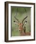 Male Impala (Aepyceros Melampus) With a Red-Billed Oxpecker, Kruger National Park, South Africa-null-Framed Photographic Print