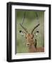 Male Impala (Aepyceros Melampus) With a Red-Billed Oxpecker, Kruger National Park, South Africa-null-Framed Photographic Print