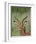 Male Impala (Aepyceros Melampus) With a Red-Billed Oxpecker, Kruger National Park, South Africa-null-Framed Photographic Print