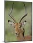 Male Impala (Aepyceros Melampus) With a Red-Billed Oxpecker, Kruger National Park, South Africa-null-Mounted Photographic Print