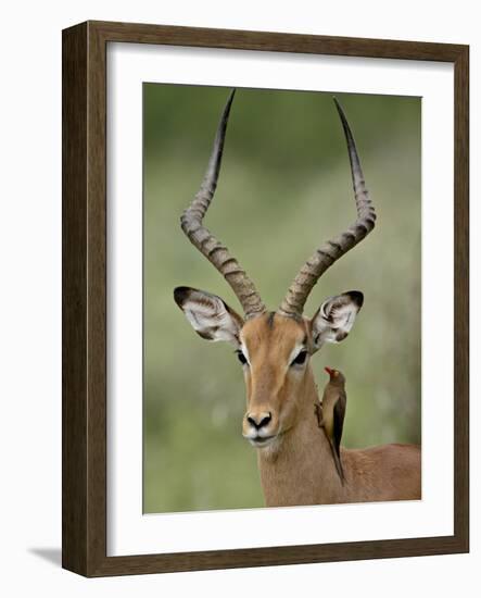 Male Impala (Aepyceros Melampus) With a Red-Billed Oxpecker, Kruger National Park, South Africa-null-Framed Photographic Print