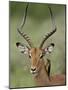 Male Impala (Aepyceros Melampus) With a Red-Billed Oxpecker, Kruger National Park, South Africa-null-Mounted Photographic Print