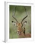 Male Impala (Aepyceros Melampus) With a Red-Billed Oxpecker, Kruger National Park, South Africa-null-Framed Photographic Print