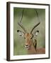 Male Impala (Aepyceros Melampus) With a Red-Billed Oxpecker, Kruger National Park, South Africa-null-Framed Photographic Print