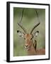 Male Impala (Aepyceros Melampus) With a Red-Billed Oxpecker, Kruger National Park, South Africa-null-Framed Photographic Print