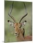 Male Impala (Aepyceros Melampus) With a Red-Billed Oxpecker, Kruger National Park, South Africa-null-Mounted Photographic Print