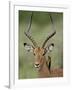 Male Impala (Aepyceros Melampus) With a Red-Billed Oxpecker, Kruger National Park, South Africa-null-Framed Photographic Print