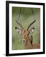 Male Impala (Aepyceros Melampus) With a Red-Billed Oxpecker, Kruger National Park, South Africa-null-Framed Photographic Print