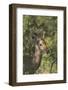 Male Impala Buck Browsing on Vegetation, Kruger National Park, South Africa, Africa-Andy Davies-Framed Photographic Print