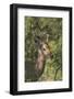 Male Impala Buck Browsing on Vegetation, Kruger National Park, South Africa, Africa-Andy Davies-Framed Photographic Print